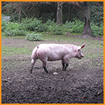 Glückliches Schwein